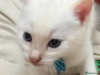 Ragamese cats Beautiful ragameise kittens-1 boy left - BLUE - Advert 4
