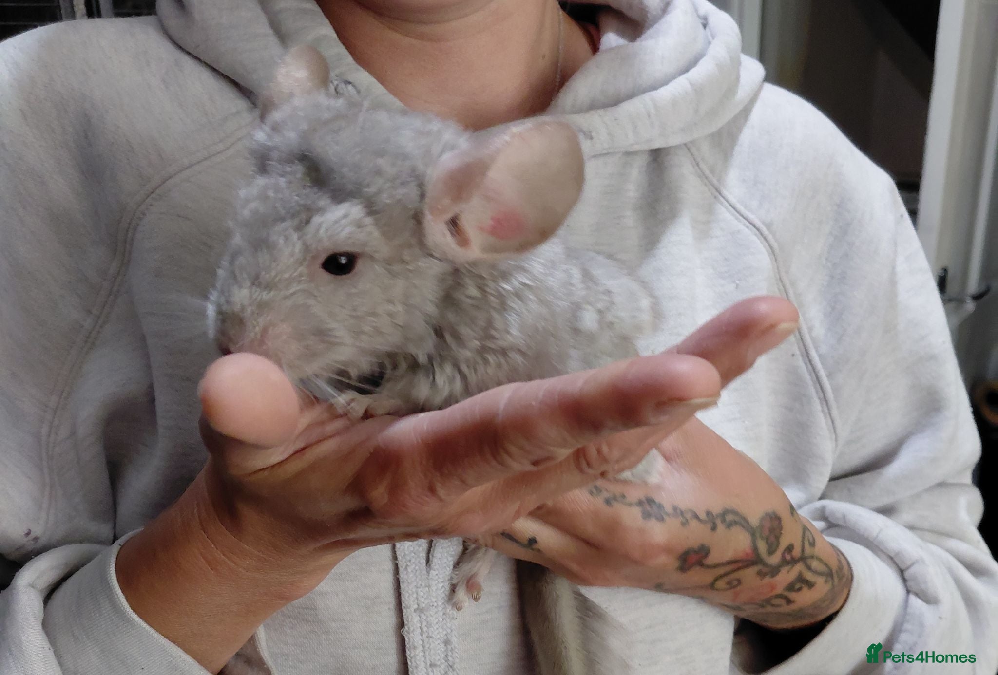 Chinchilla rodents Male kit ready to leave  - Advert 7