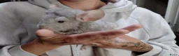 Chinchilla rodents for sale: Male kit ready to leave  - Advert 2