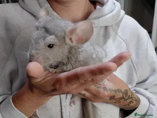Chinchilla rodents Male kit ready to leave - Advert 10