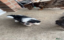 Shih Tzu dogs for sale: Imperial shih tzus ready now - Image 2