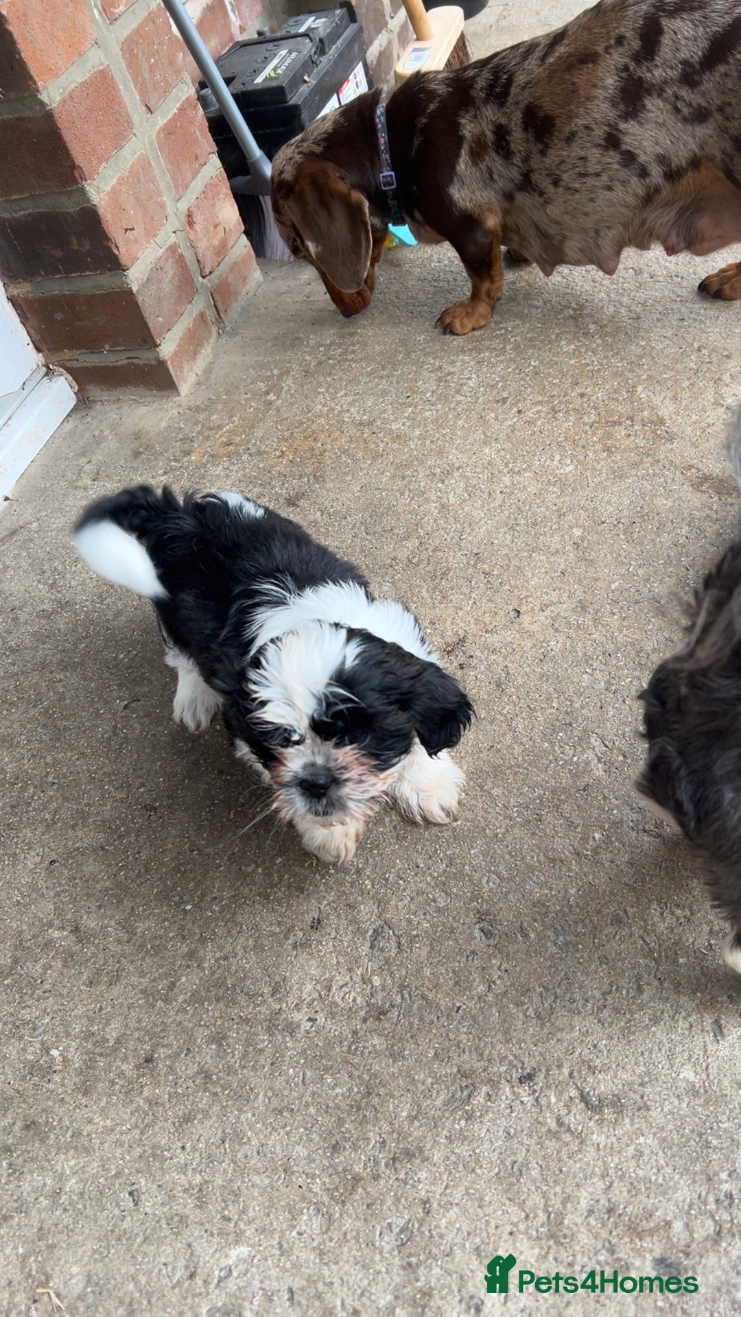 Shih Tzu dogs for sale: Imperial shih tzus ready now - Image 2