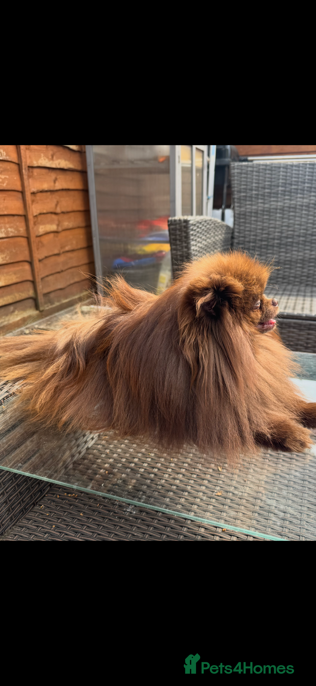 Pomeranian dogs for stud: Amazing Teddy bear chocolate boy for stud 🥰 - Image 4