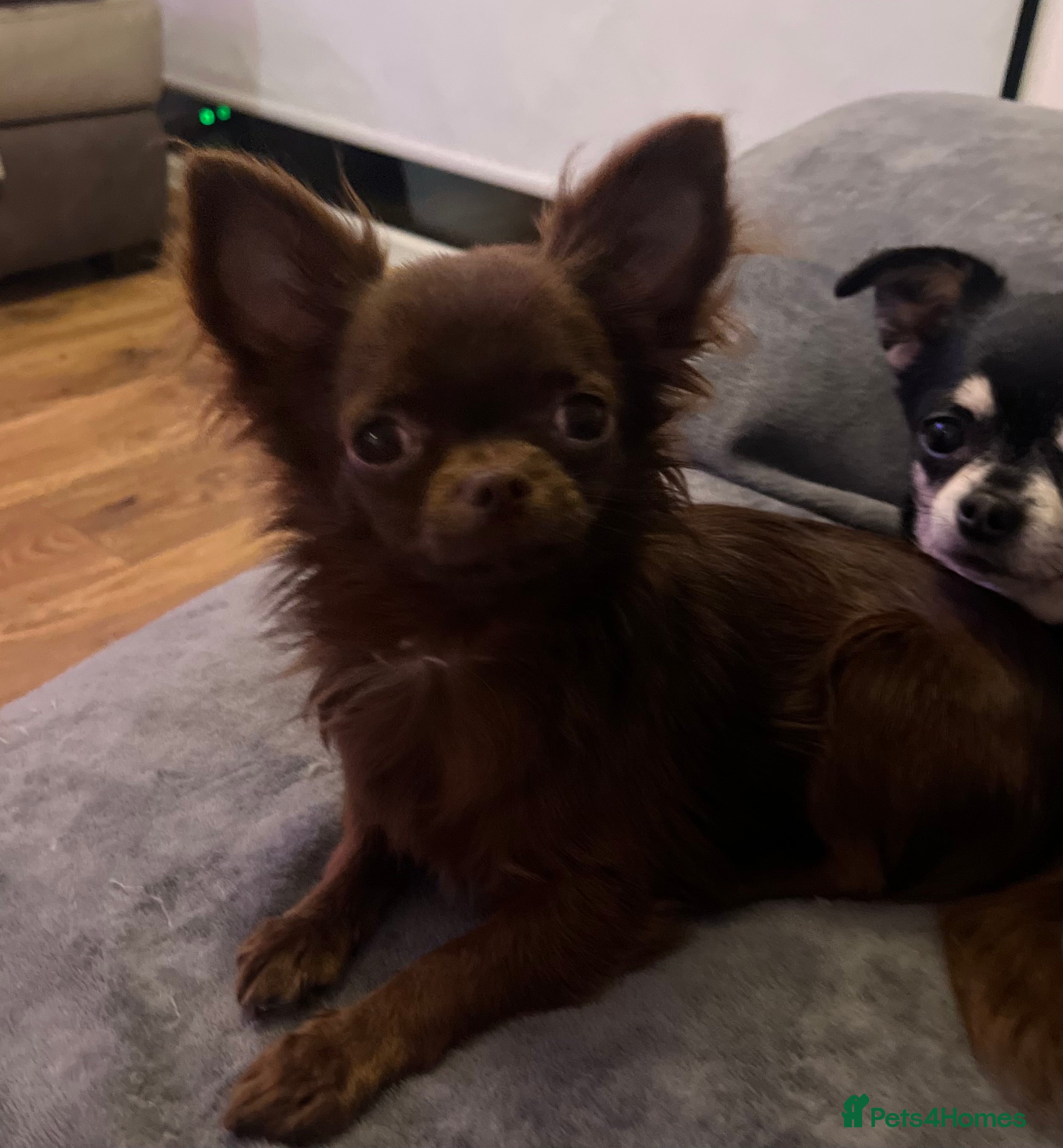 Chihuahua dogs BEAUTIFUL KC BOYS FOR STUD DUTIES 💜🤎 - Advert 10
