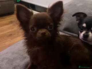 Chihuahua dogs BEAUTIFUL KC BOYS FOR STUD DUTIES 💜🤎 - Advert 10