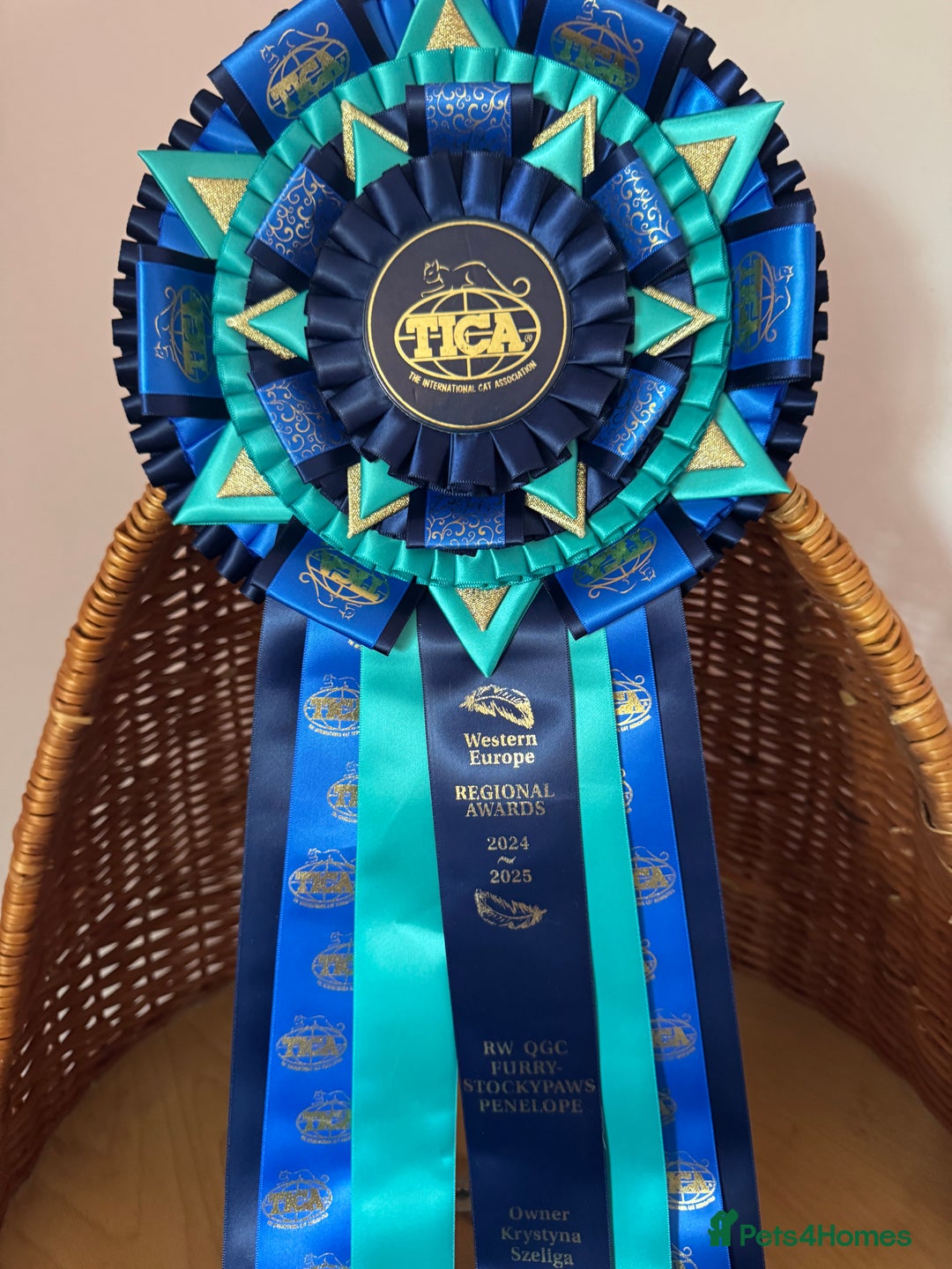 British Shorthair cats for sale: High tittled super chocolate tortie white girl  - Advert 7