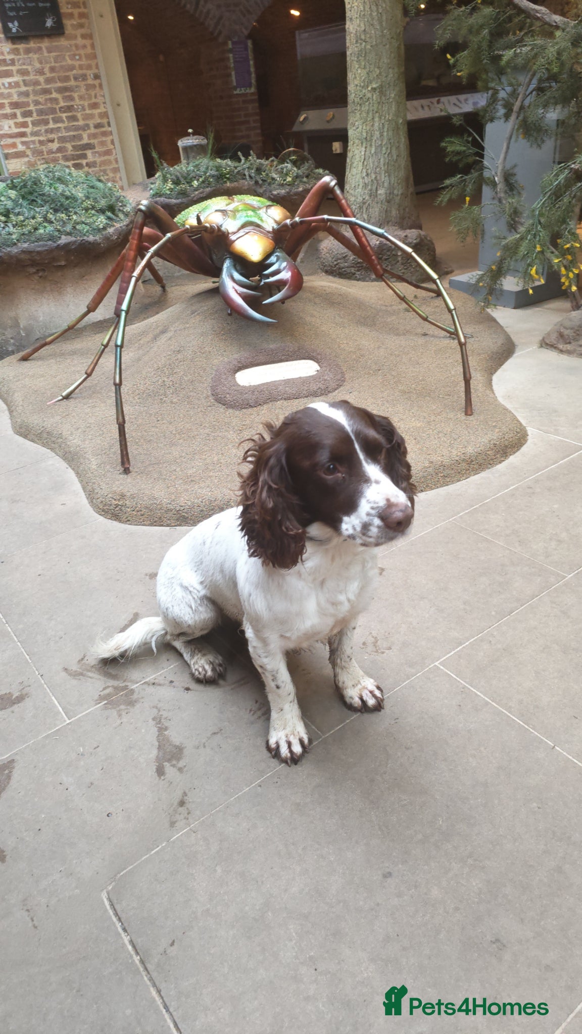 Sprocker dogs Sprocker puppies  - Advert 1