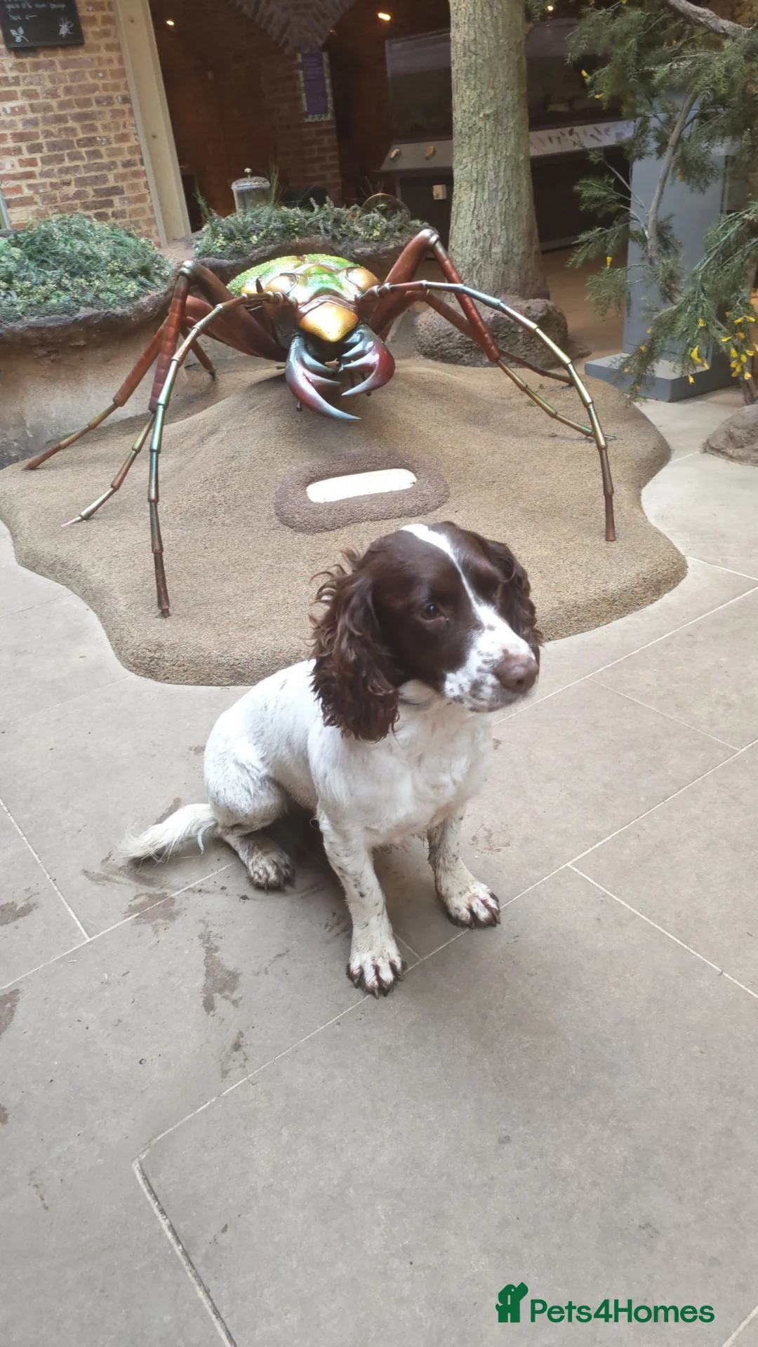 Sprocker dogs for sale: Sprocker puppies  in Northallerton - Advert 1