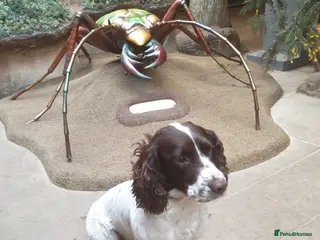 Sprocker dogs Sprocker puppies - Advert 10