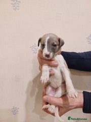 Whippet Puppy 6
