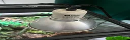 Gecko reptiles for sale: Tokay gecko full setup  in Bishop Auckland - Advert 5
