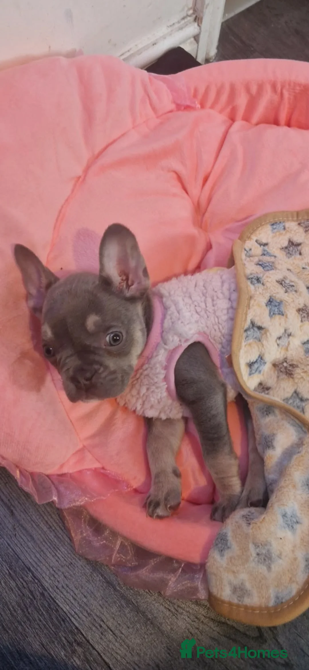 French Bulldog dogs for sale: 4 weeks - Advert 2