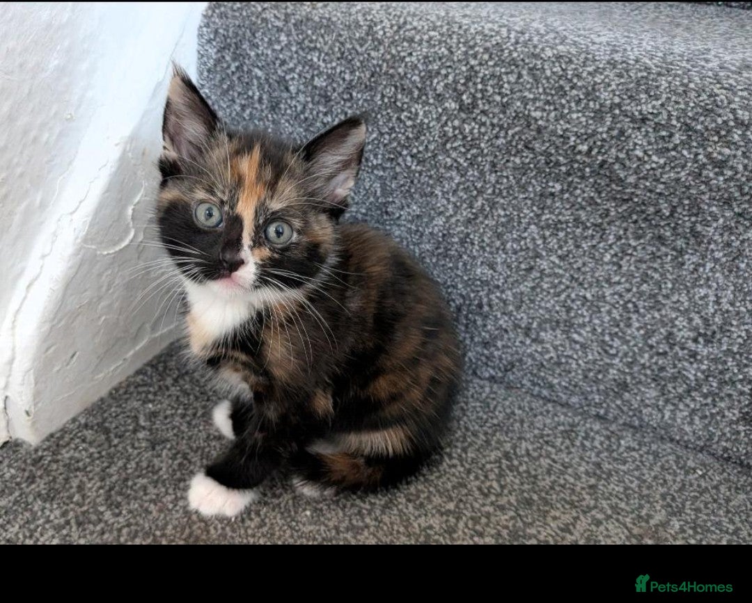 Mixed Breed cats Tortie kitten available  - Advert 2