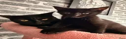 Mixed Breed cats for sale: 2 kittens 9 weeks old  - Advert 5