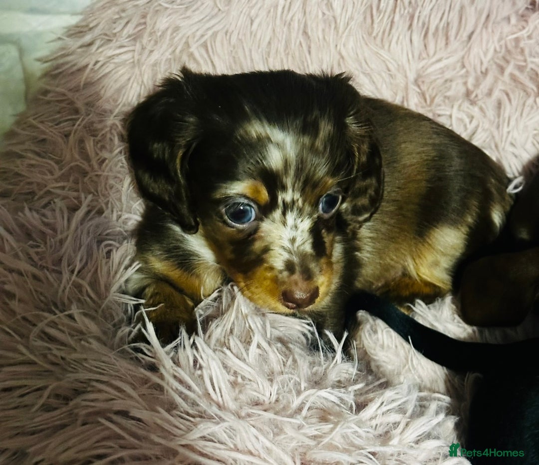 Miniature Dachshund dogs for sale: Beautiful mini dachshund puppies kc reg - Advert 5