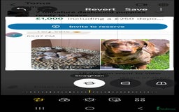 Dachshund dogs for sale: Dachshund Puppy 1 - 7 minature dashound puppies ready to leave  - Image 25
