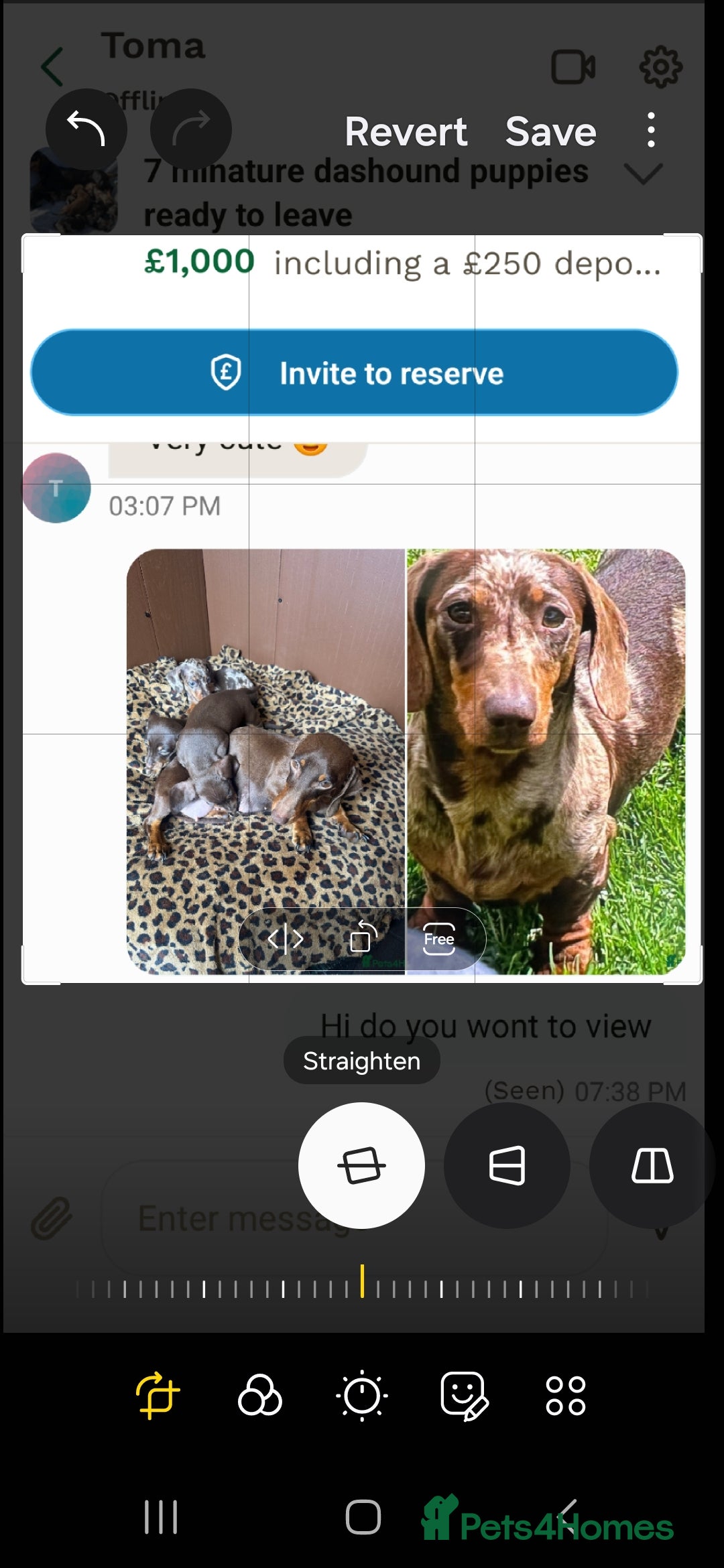 Dachshund dogs for sale: Dachshund Puppy 1 - 7 minature dashound puppies ready to leave  - Image 25