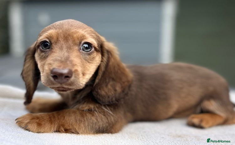 Dachshund dogs - Advert 1