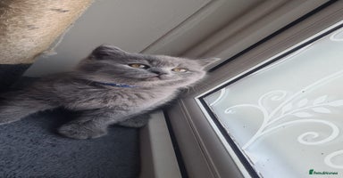 British Shorthair cats - Advert 5