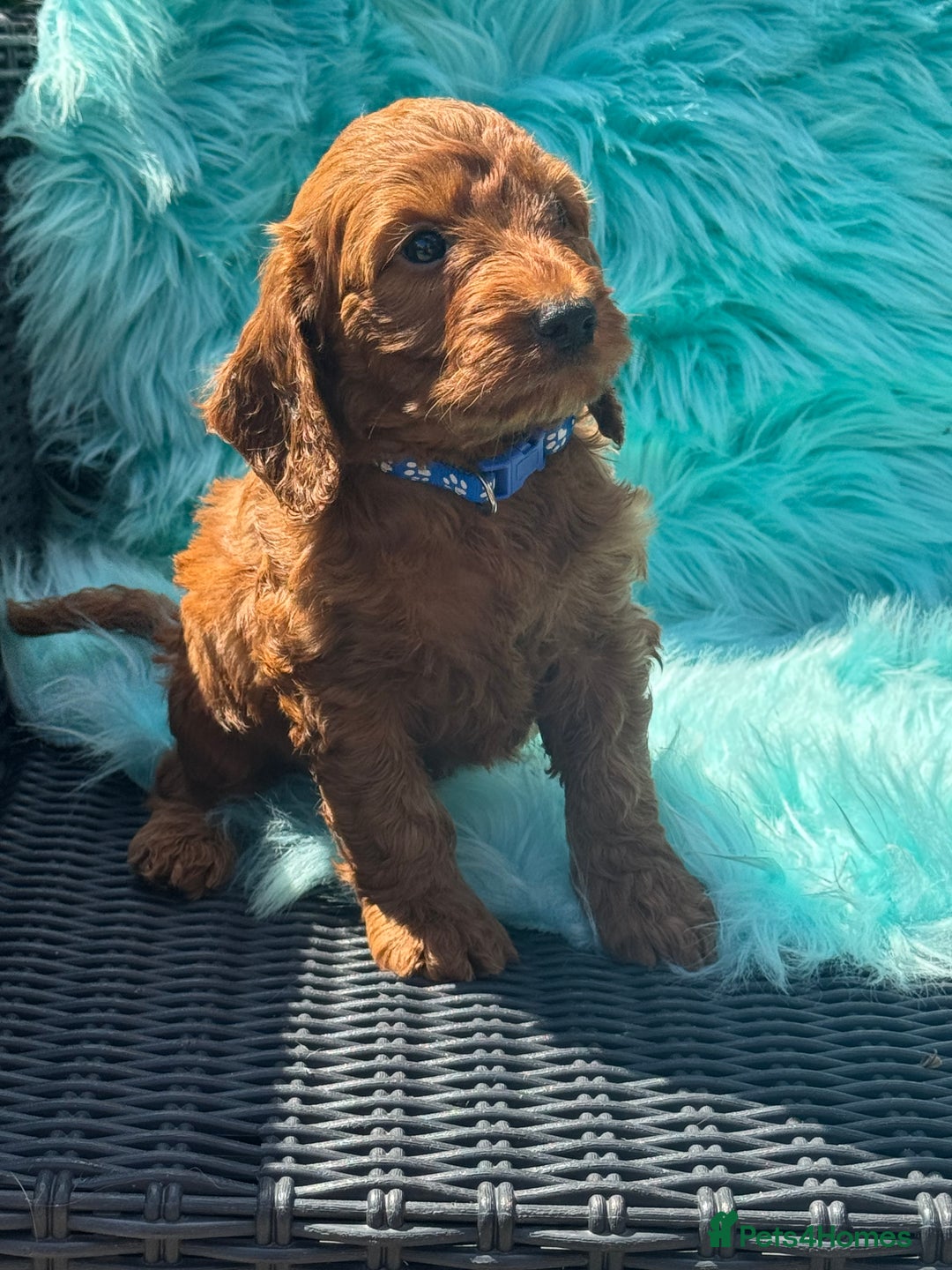 Cockapoo dogs for sale: Stunning Cockerpoo’s available  - Image 11