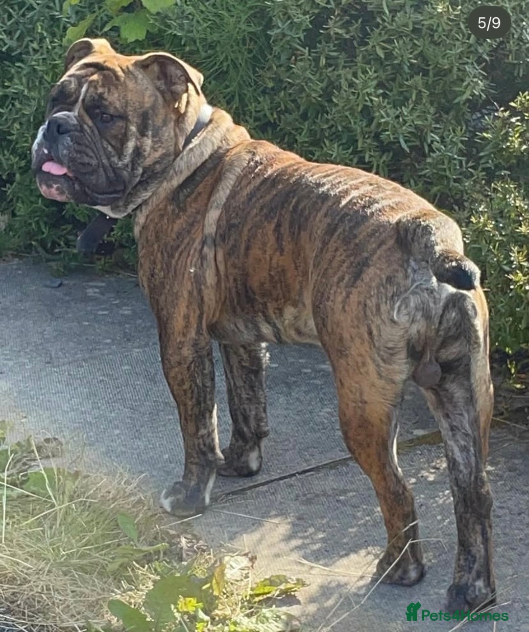 Old Tyme Bulldog dogs for sale: 2 beautiful dogs need a new loving home together - Image 3
