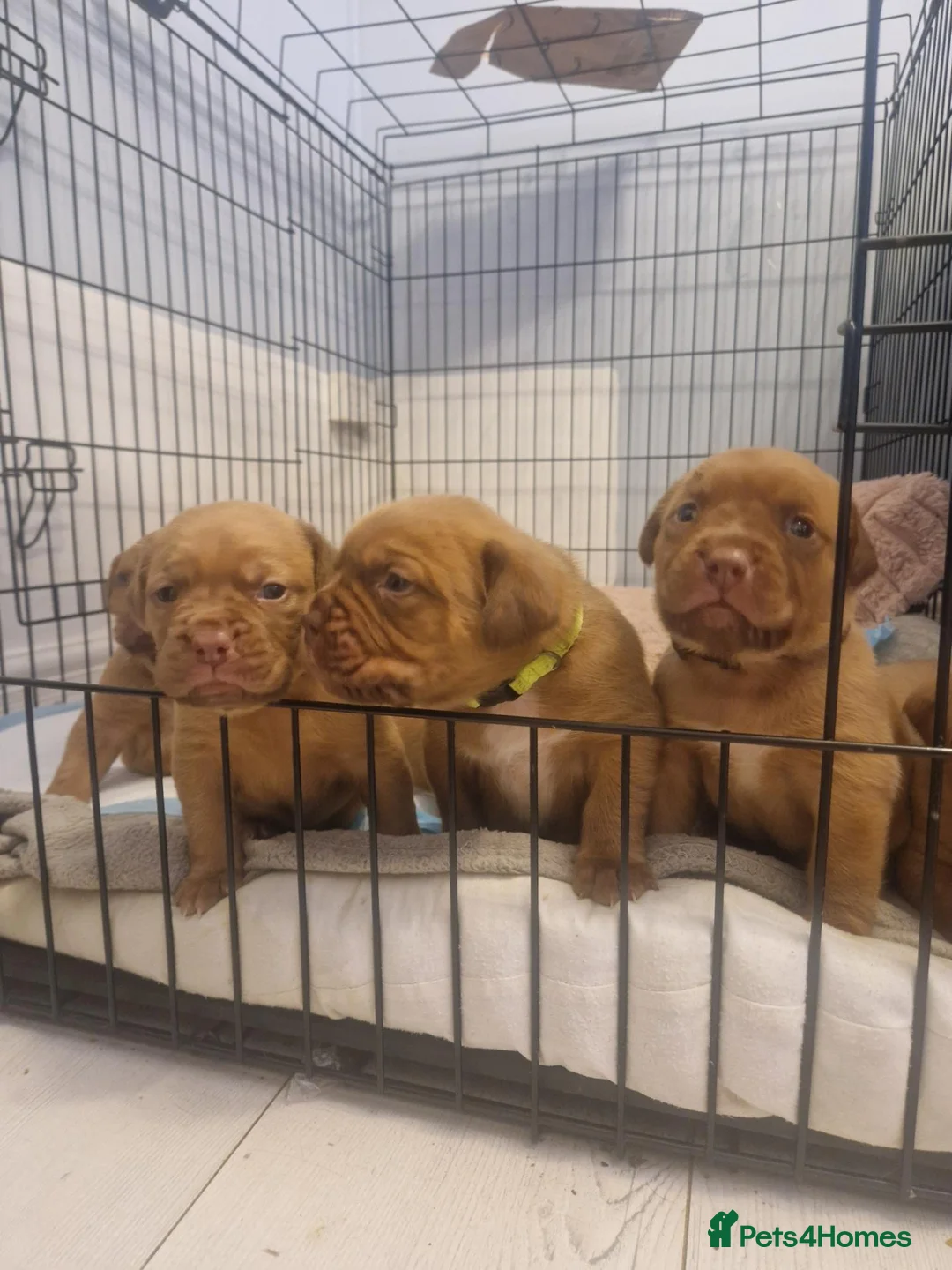 Dogue De Bordeaux dogs for sale: Absolutely beautiful dogue de bordeaux puppies  - Advert 13