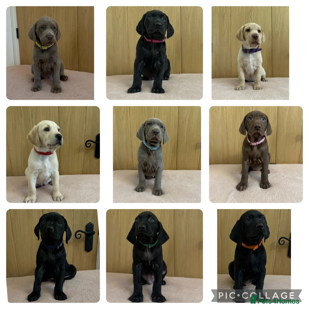 Mixed Breed dogs for sale: 1/9 F2 Weimador / Labmaraner  - Advert 3