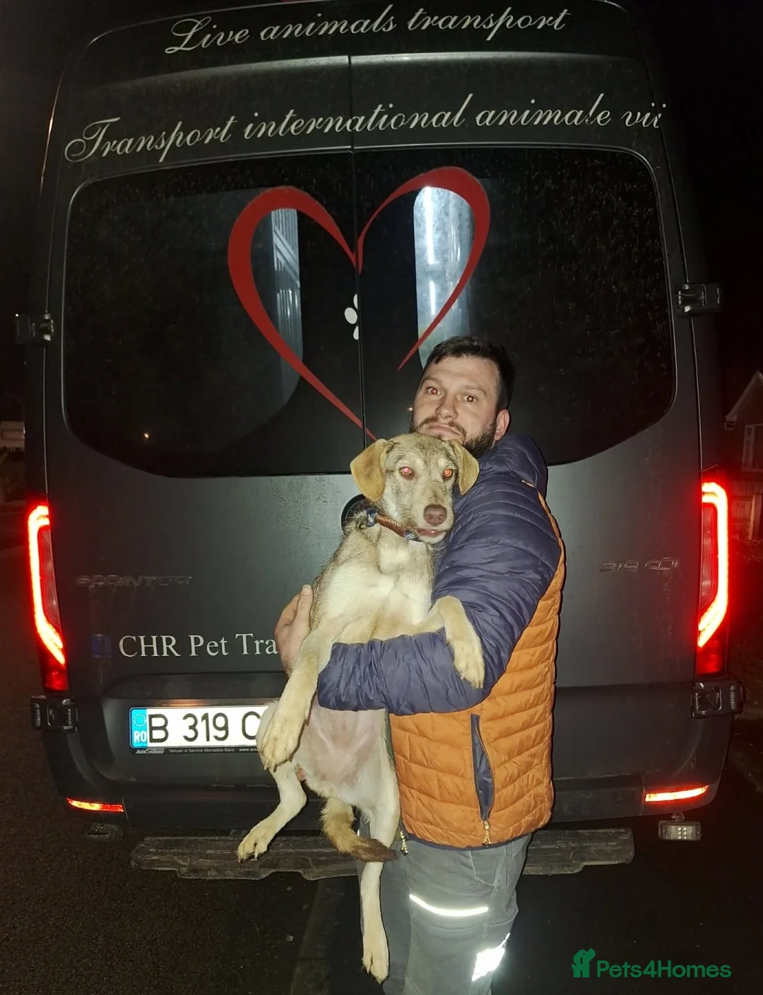 Mixed Breed dogs for adoption: 🌿Lovely GRACE – for a Confident & Loving Home🌿 - Advert 3