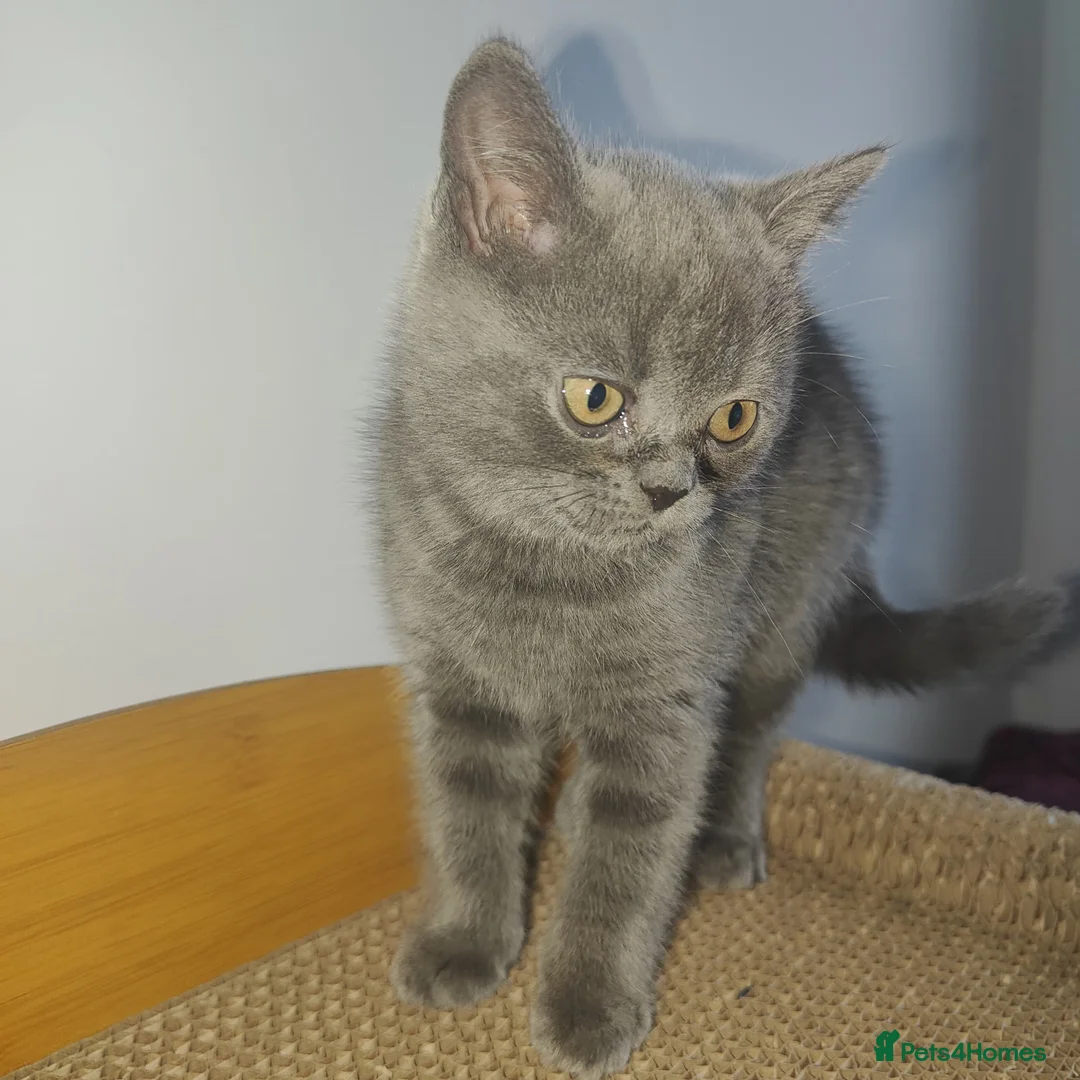 Scottish Fold cats for sale: ❤ready to leave today - Advert 11