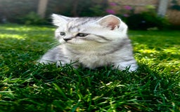 British Shorthair cats for sale: Taby British short hair kittens  - Image 5