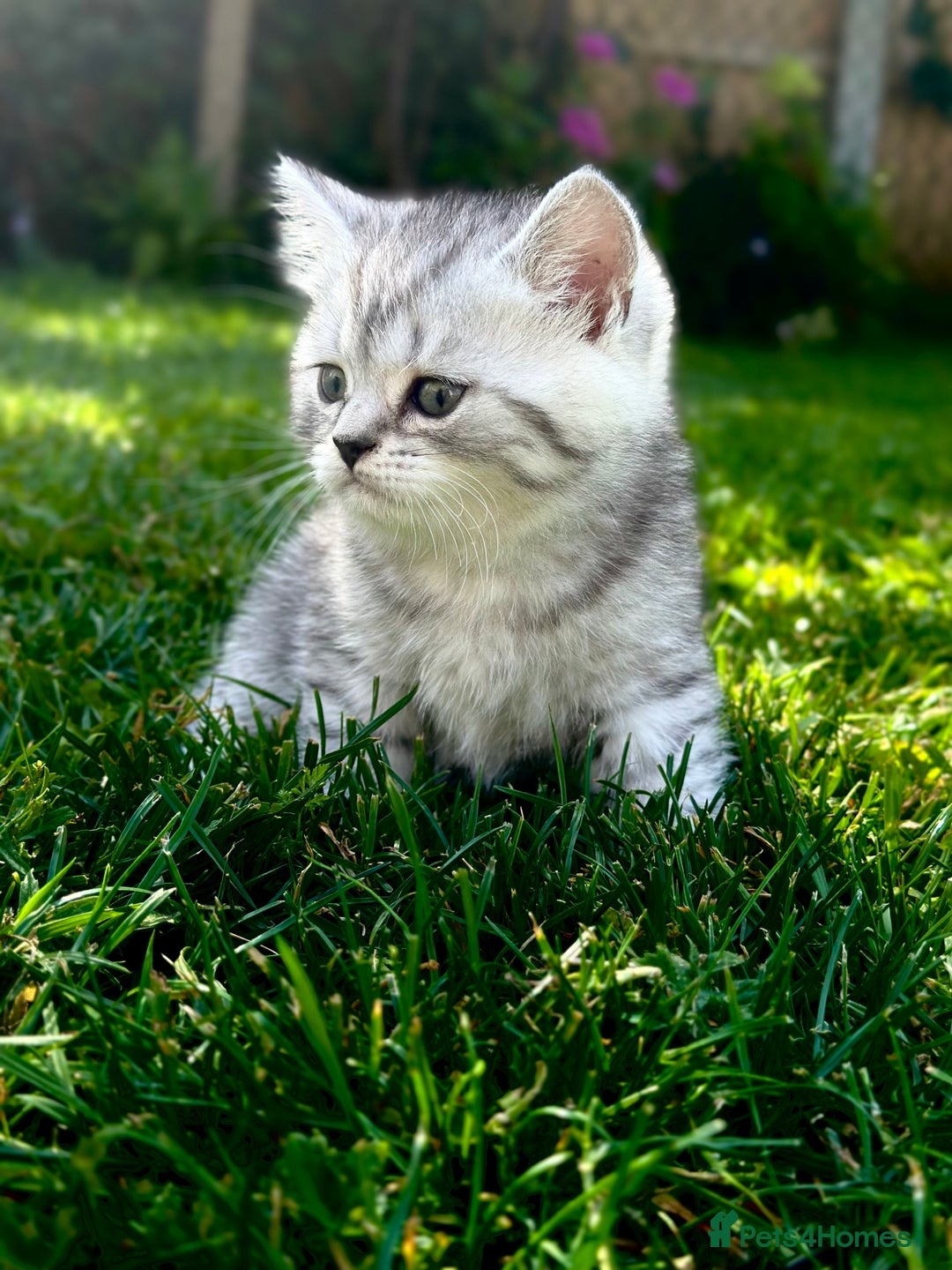 British Shorthair cats for sale: Taby British short hair kittens  - Image 5