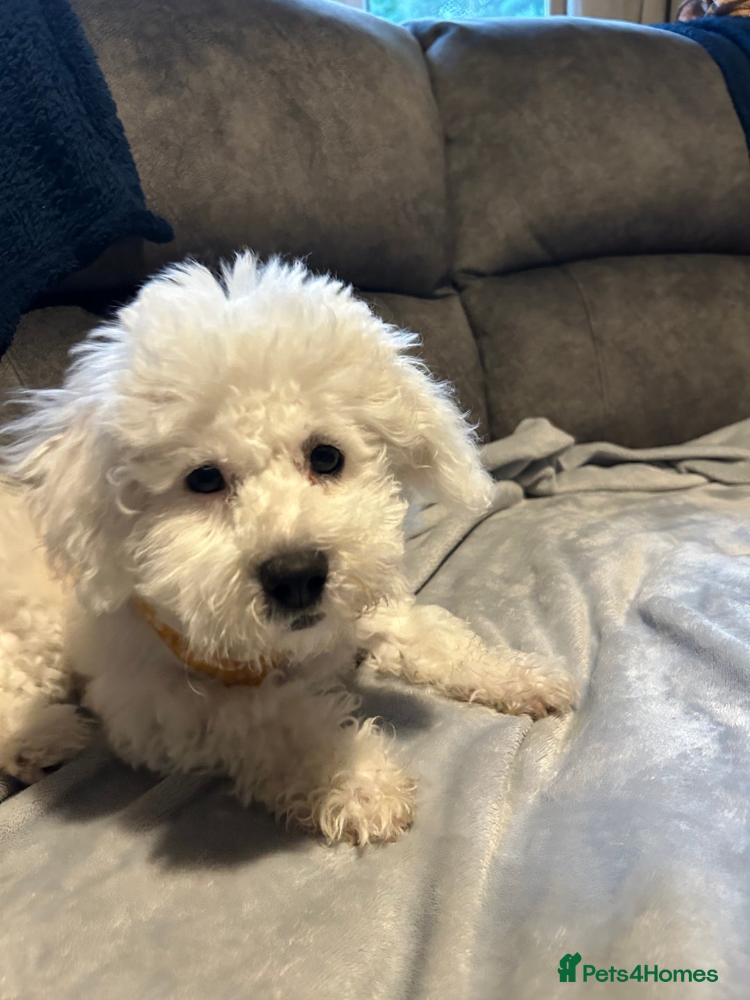 Bichon Frise dogs for sale: Gorgeous 17week old Bichon Frise - Image 6