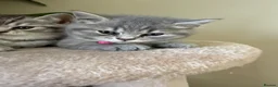 British Shorthair cats for sale: British Shorthair kittens for sale  - Advert 4