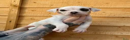 American Bulldog dogs for sale: NEBBR Papers!  - Advert 5