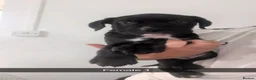 Cane Corso dogs for sale: Cane corso puppies  in Abertillery - Advert 4