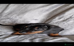 Miniature Dachshund dogs for sale: Minature Dachshund dog pup - Image 9
