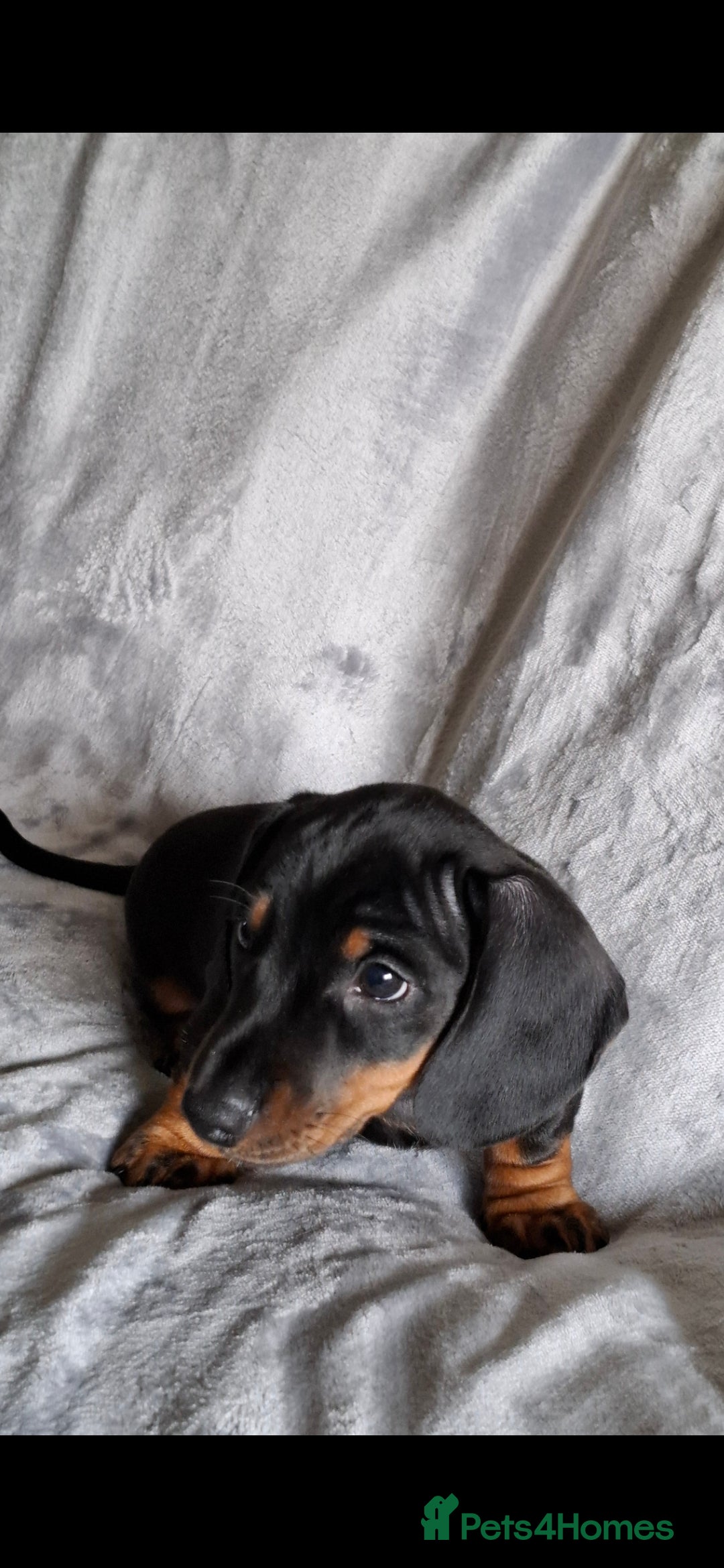 Miniature Dachshund dogs for sale: Minature Dachshund dog pup - Image 9