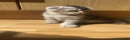 Mixed Breed cats for sale: Ragdoll X British Short Hair kittens for SALE in Coventry - Advert 9