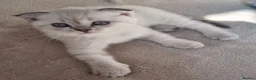 Scottish Fold cats for sale: Scottish Straight and Scottish Fold  - Advert 4