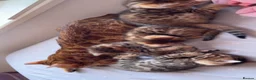 Bengal cats for sale: Beautiful Bengal Kittens🤎 in London - Advert 19