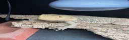 Bearded Dragon reptiles for sale: Ziggy 5yr old male bearded dragon in Baldock - Advert 7