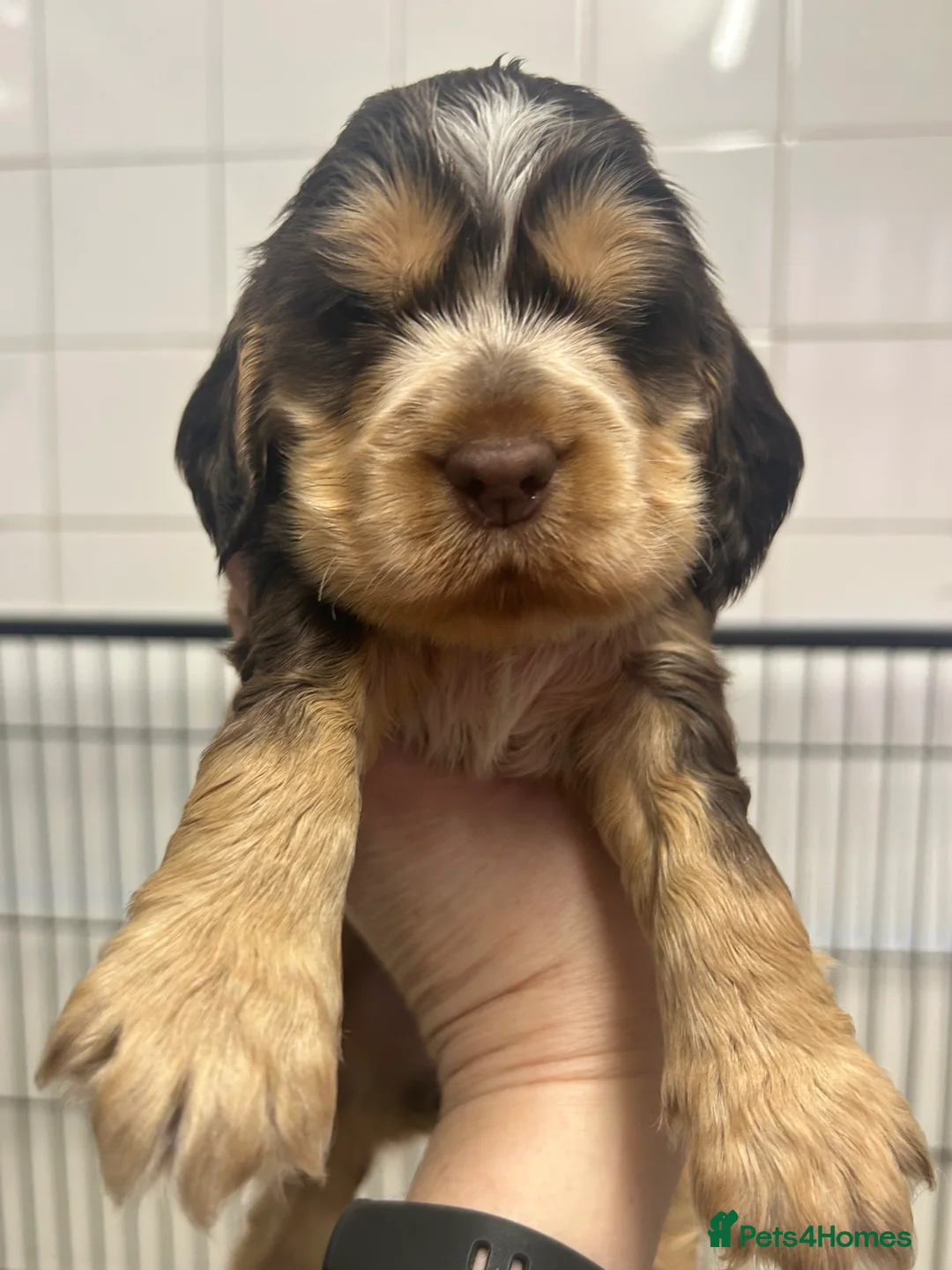Cocker Spaniel dogs for sale: Cocker Spaniel Show Type Pups KC registered  - Advert 10