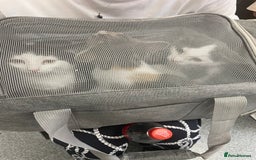 Domestic Shorthair cats for sale: Last lovely little female kitten - Image 2
