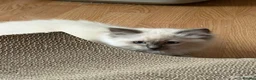 Ragdoll cats for sale: Beautiful Ragdoll boy  in Mansfield - Advert 6
