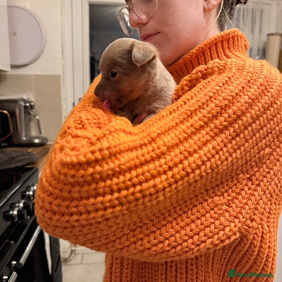 Jack Russell dogs for sale: Stunning miniature jack Russell puppies  - Advert 9