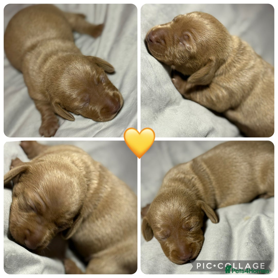 Miniature Dachshund dogs for sale: Miniature Daschund 1 Boy 1 Girl Available - Image 8