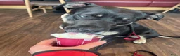 Mixed Breed dogs for sale: shadow for rehoming - Advert 21
