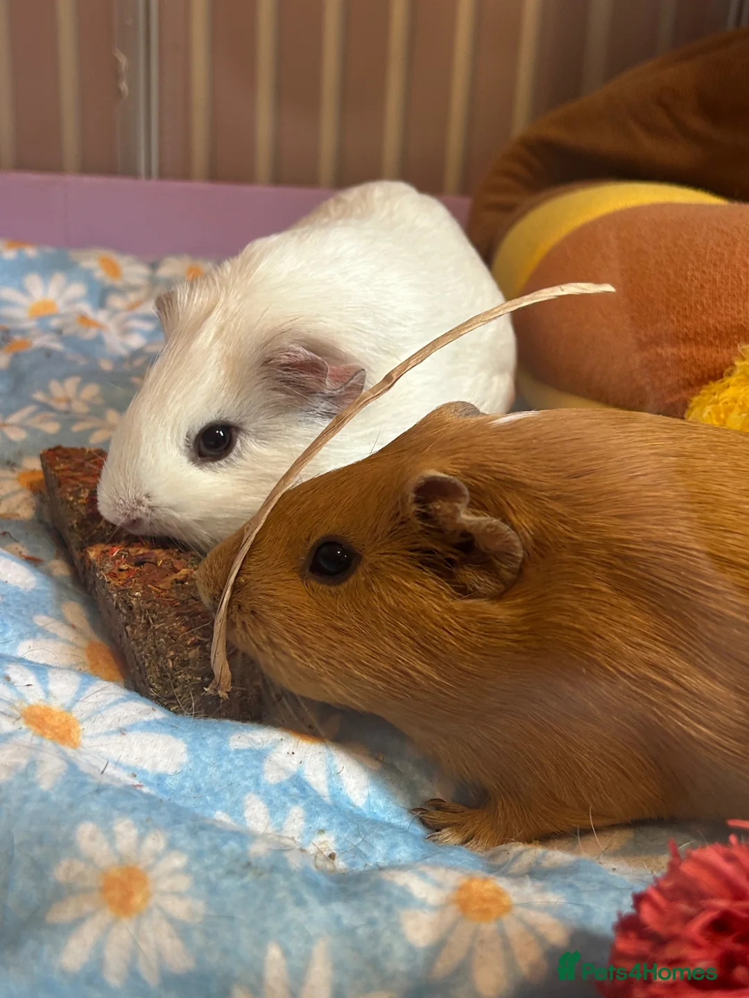 Guinea Pig rodents for sale: Female guinea pigs all ages - Advert 1