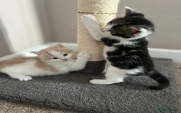 Mixed Breed cats for sale: Beautiful cream and white kitten  - Image 4