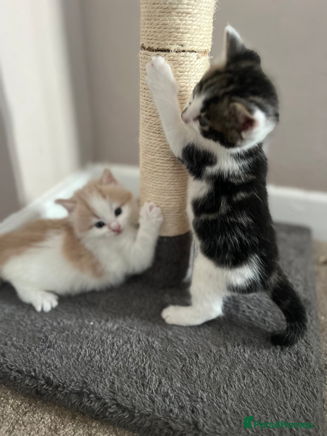 Mixed Breed cats for sale: Beautiful cream and white kitten  - Image 4